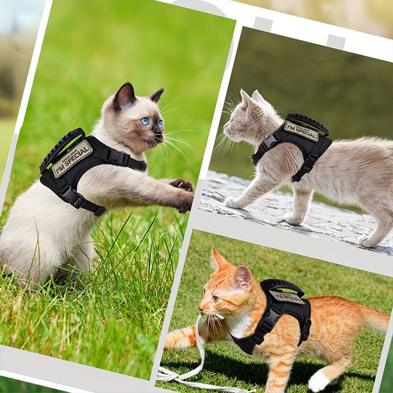 حزام تكتيكي للحيوانات الأليفة  - مراجعة Retractable Dog Leash وسعره