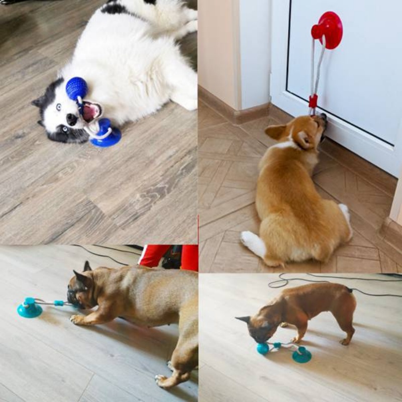 لعبة شفط متينة للكلاب، كرة مضغ - مراجعة Pet Dental Chew Toy وسعره