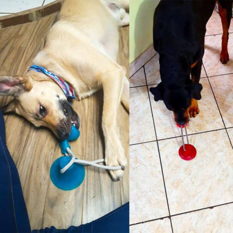 لعبة شفط متينة للكلاب، كرة مضغ - مراجعة Pet Dental Chew Toy وسعره